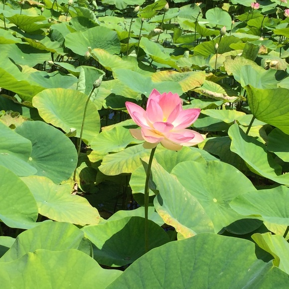 Meet your Posher, Sara - Picture 3 of 3